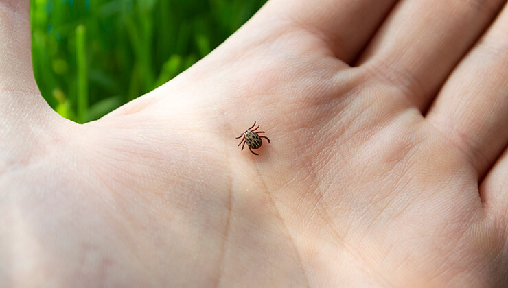 tick on hand