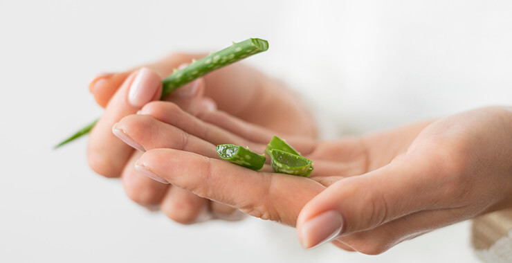 Aloe plant stem in hand